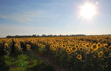 field on sun flowers