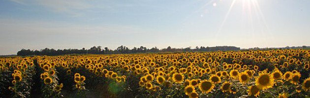 field on sun flowers